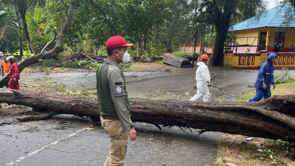 pohon tumbang pariaman