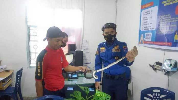 Petugas mengevakuasi ular dari mesin printer di kantor kelurahan di Payakumbuh. (Foto: Damkar Pemko Payakumbuh)