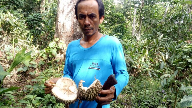 Durian sisa dimakan beruang di Agam. [dok. BKSDA Agam]