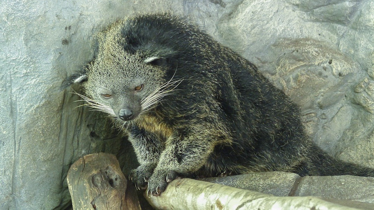 Sempat Dipelihara Warga, Binturong Berusia 15 Tahun Diserahkan ke BKSDA Sumbar