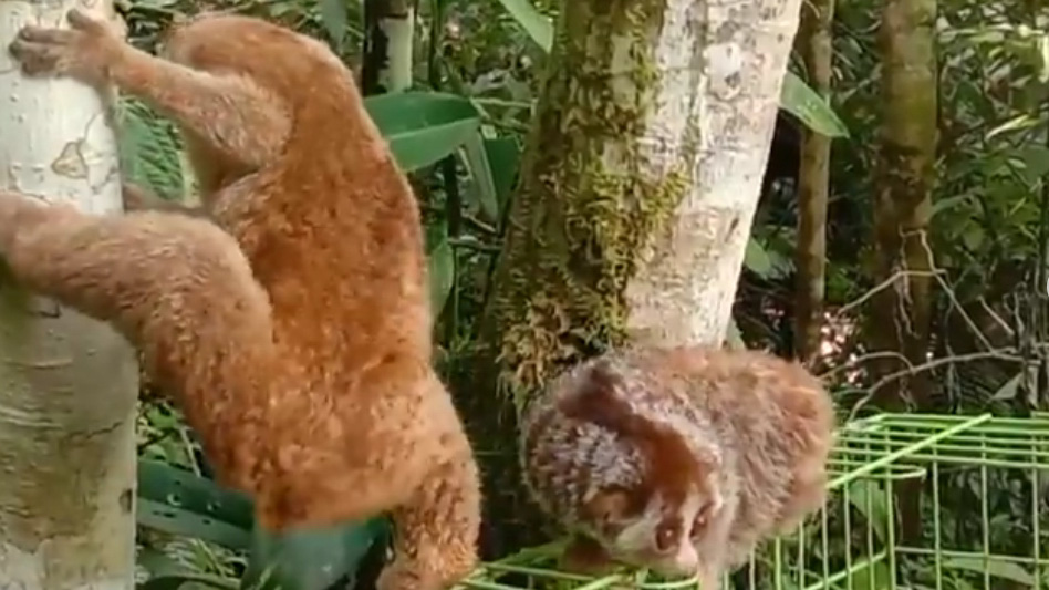 kukang selundupan agam