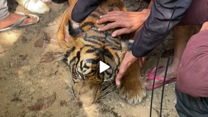 Harimau mati di Pasaman
