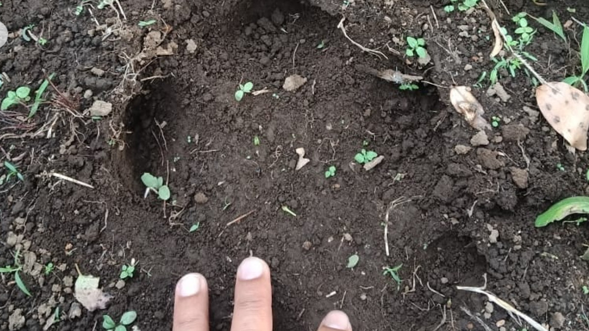 Jejak Hewan Berukuran Besar Ditemukan Petani di Tanah Datar, BKSDA Datangi Lokasi