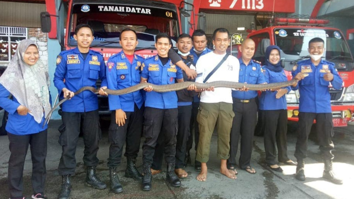 King Kobra Sepanjang 3 Meter Ditangkap Petugas di Tanah Datar