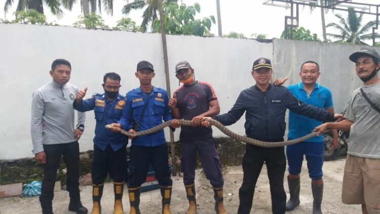 Langgam.id-ular king kobra