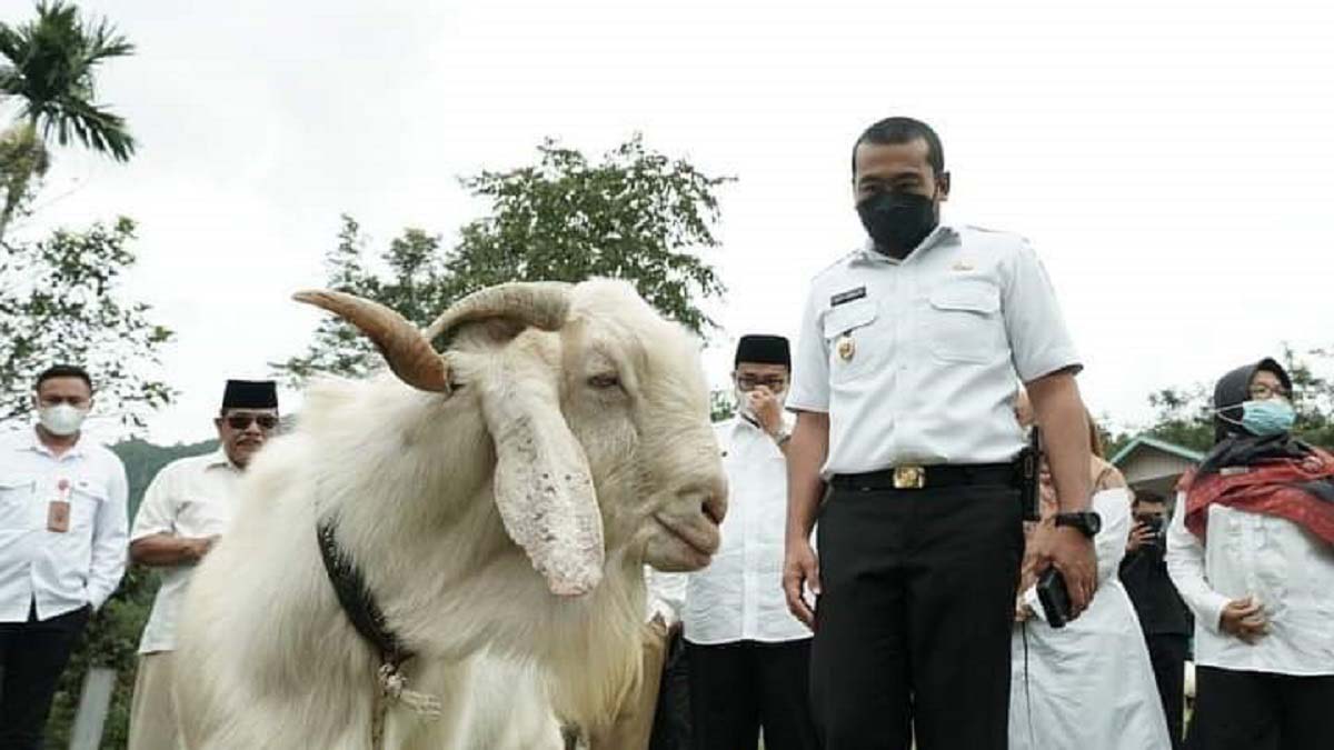 Wagub Kunjungi Peternakan Kambing Etawa di Tanah Datar, Prospeknya Dinilai Bagus