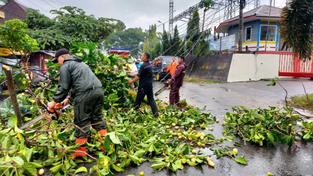 Langgam.id-pohon tumbang