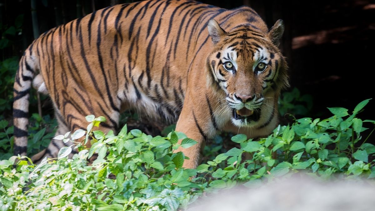 Langgam.id-Harimau Sumatra