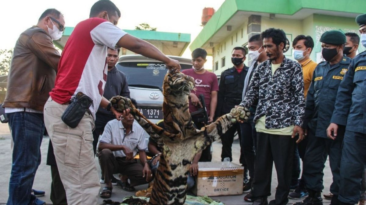 Langgam.id-harimau sumatra