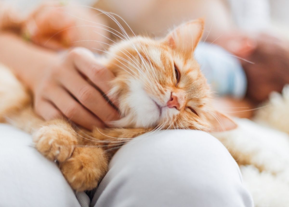 tips menjaga hewan bebas covid