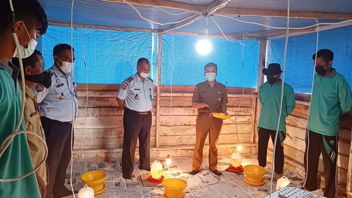 Langgam.id-budidaya ayam kampung