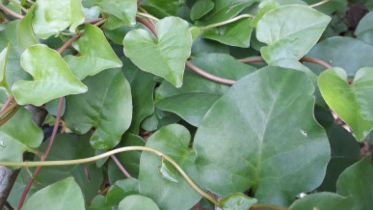 manfaat daun binahong