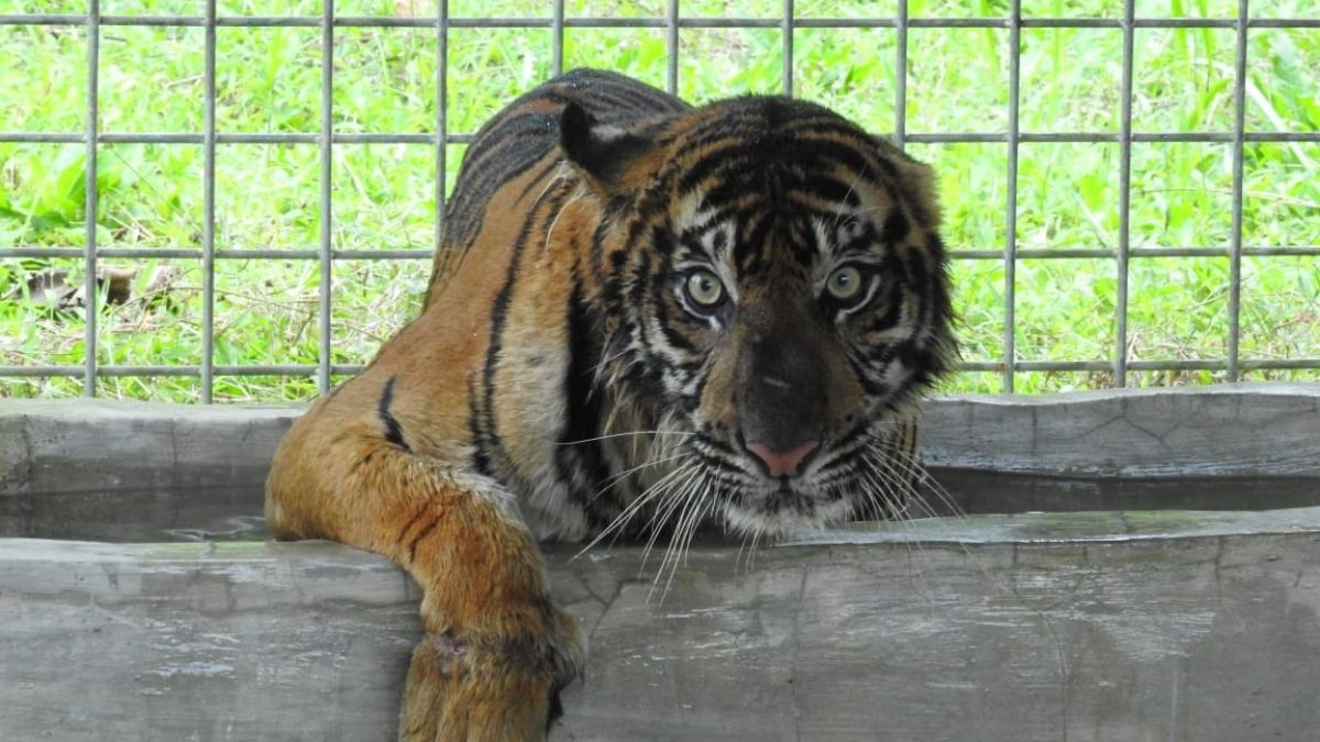 Langgam.id-harimau sumatra