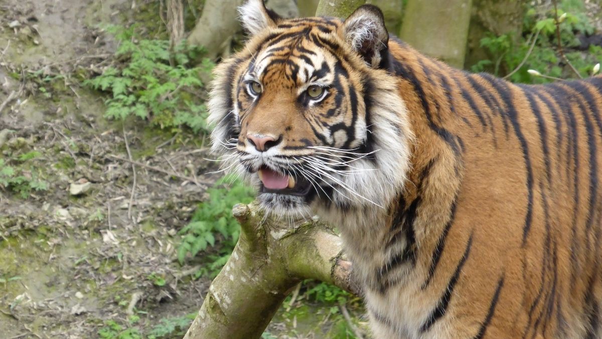 Langgam.id-Harimau Sumatra