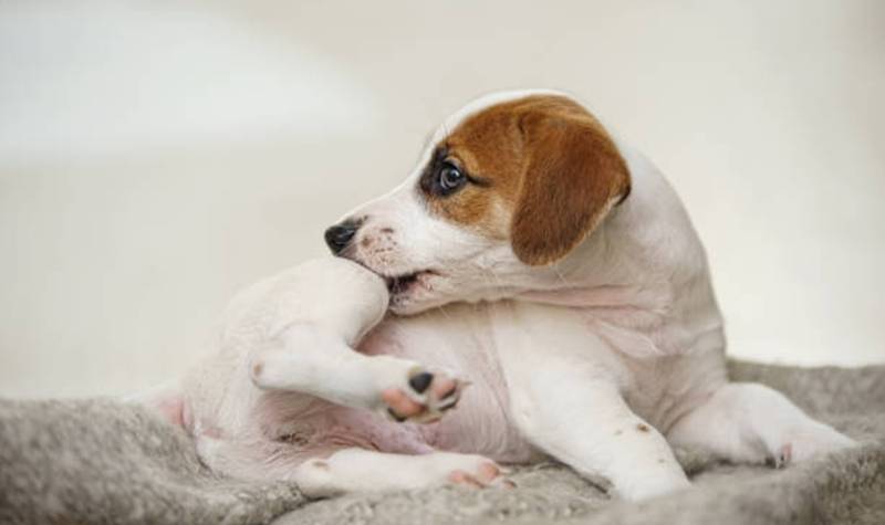 Heboh 3 Orang Meninggal Digigit Anjing Rabies, Puskesmas Pauh Pastikan Hoaks