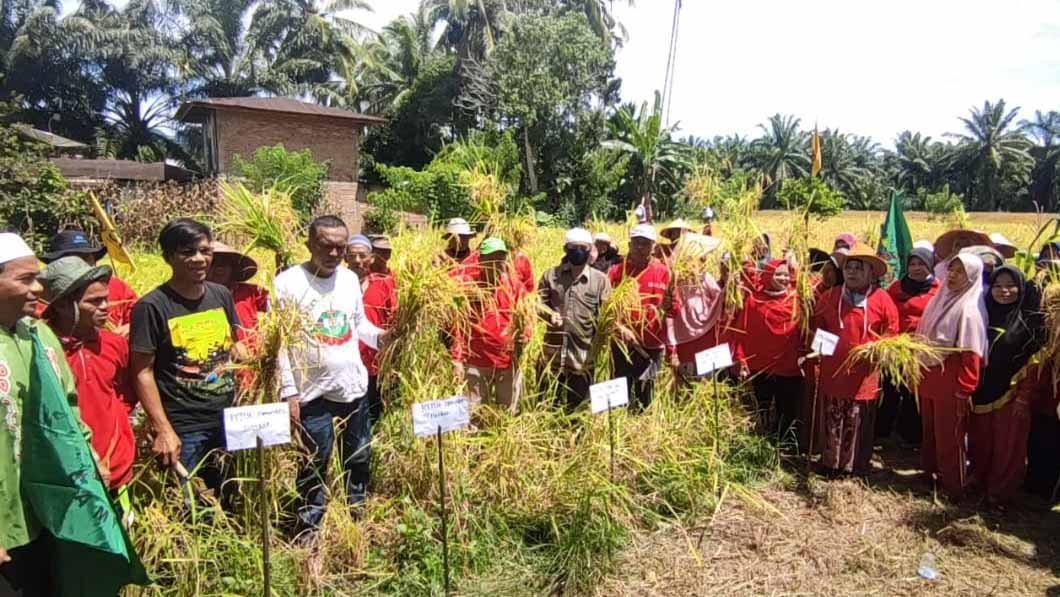 SPI Tetapkan Kawasan Daulat Pangan di Pasaman Barat