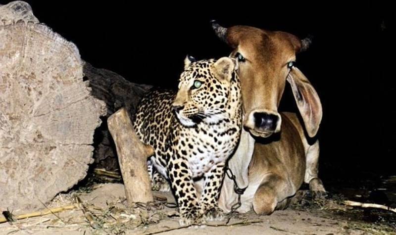 Persahabatan unik hewan