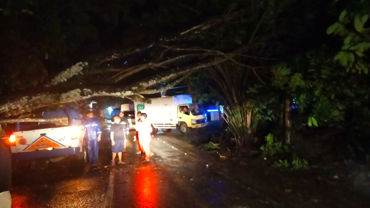 Pohon Tumbang Akibat Hujan Deras Tutup Jalan Padang-Pessel