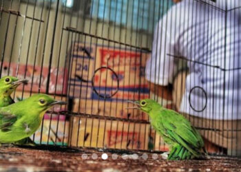 Puluhan burung diamankan BBKSDA Riau dari sopir travel asal Pasaman, Sumatra Barat. [dok. BBKSDA Riau]