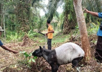 Tapir terjerat di Riau. [dok. BBKSDA Riau]