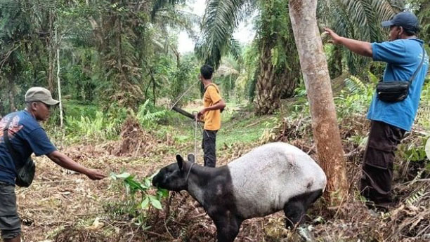Seekor Tapir di Riau Terjerat di Kebun Warga, Kaki Nyaris Putus