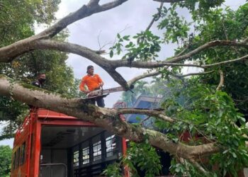 Langgam.id-pohon tumbang
