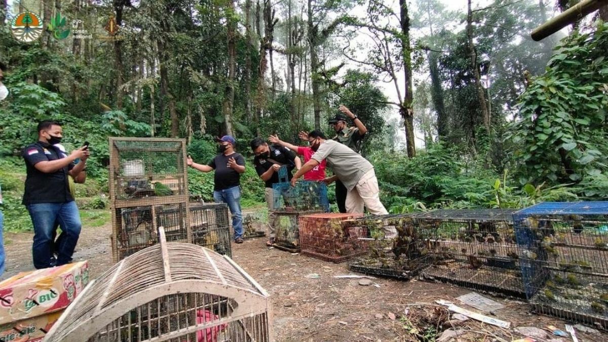 Langgam.id-burung yang dlindungi