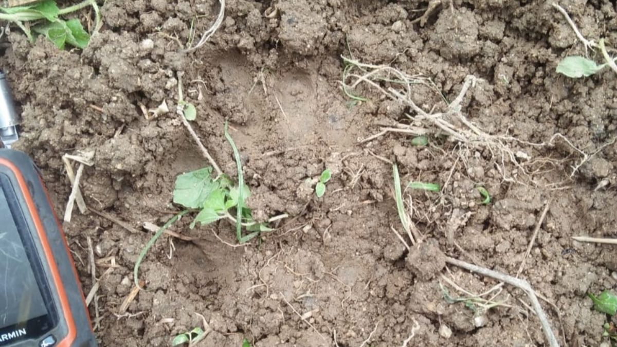 Langgam.id-harimau sumatra