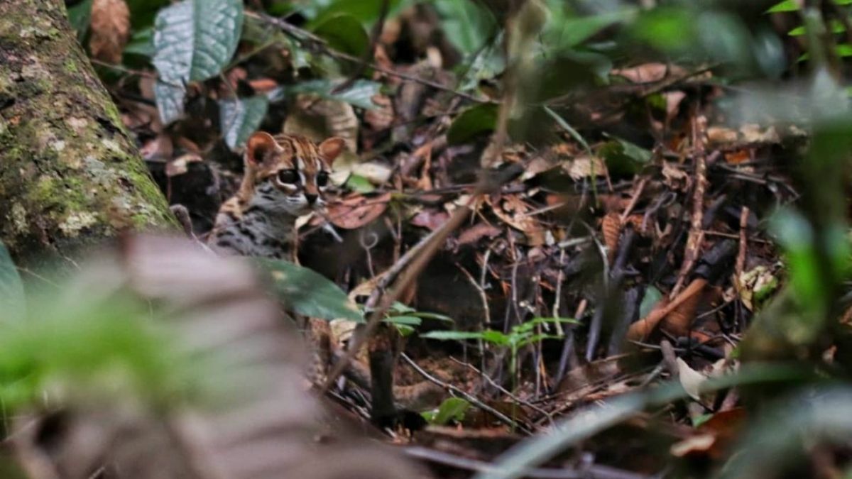 BKSDA Sumbar Lepasliarkan 3 Satwa Dilindungi di Hutan Pendidikan Biologi Unand