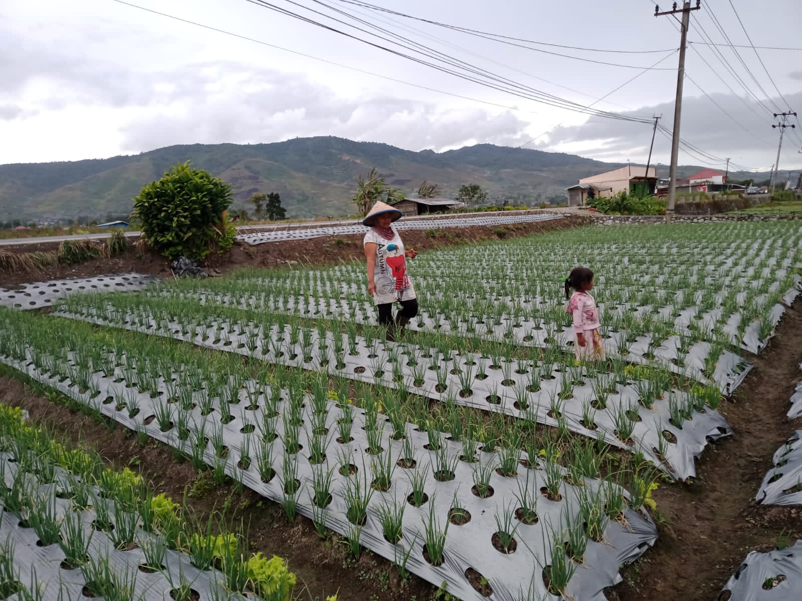 Petani di Solok Menjerit Harga Bawang Merah dan Tomat Anjlok