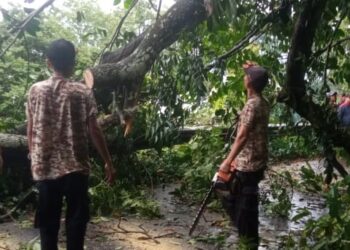 Petugas membersihkan pohon tumbang di Kelok 44 Agam. (Foto: AMCNews)