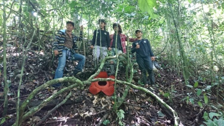 Langgam.id-Rafflesia Arnoldii