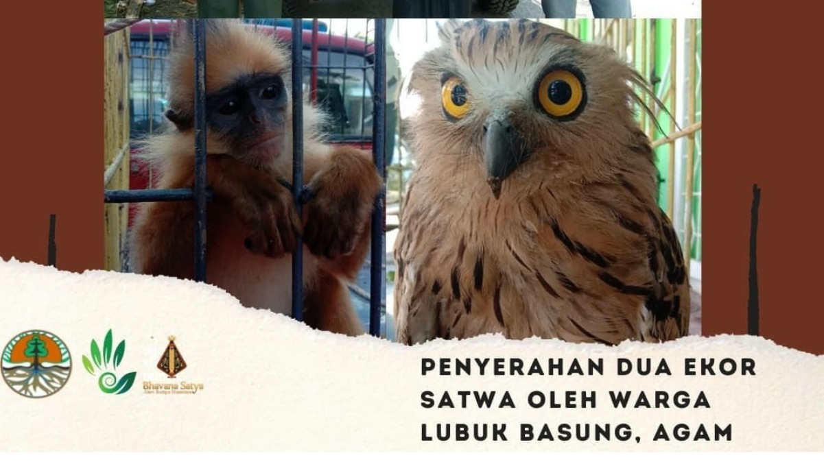 Warga Agam Serahkan Satwa Dilindungi Burung Hantu dan Simpai pada BKSDA