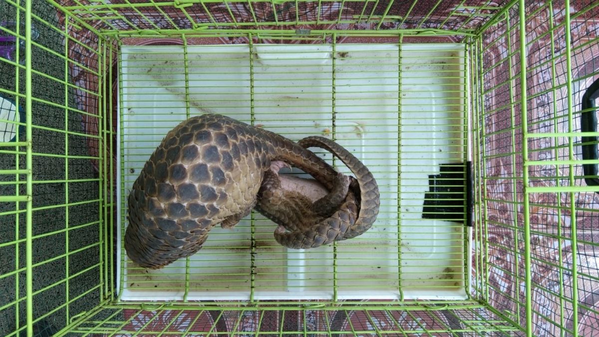 Langgam.id-trenggiling