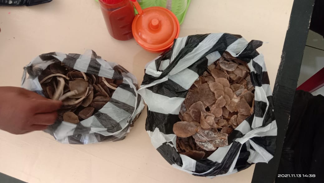 BKSDA Sumbar Tangkap 5 Pedagang Trenggiling Ilegal di Agam