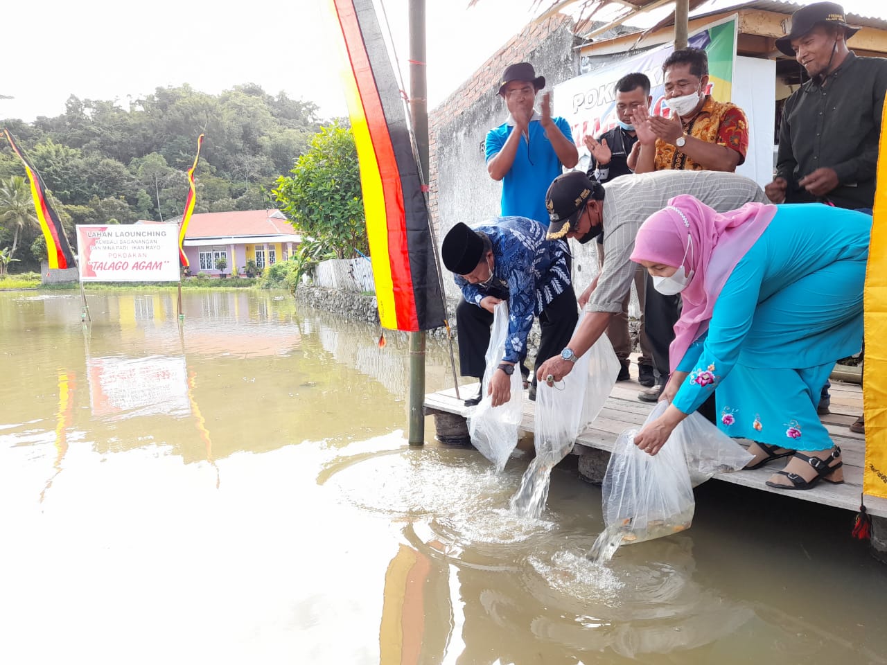 Mengenal Baganang, Tradisi Melepas Ikan ke Sawah di Agam