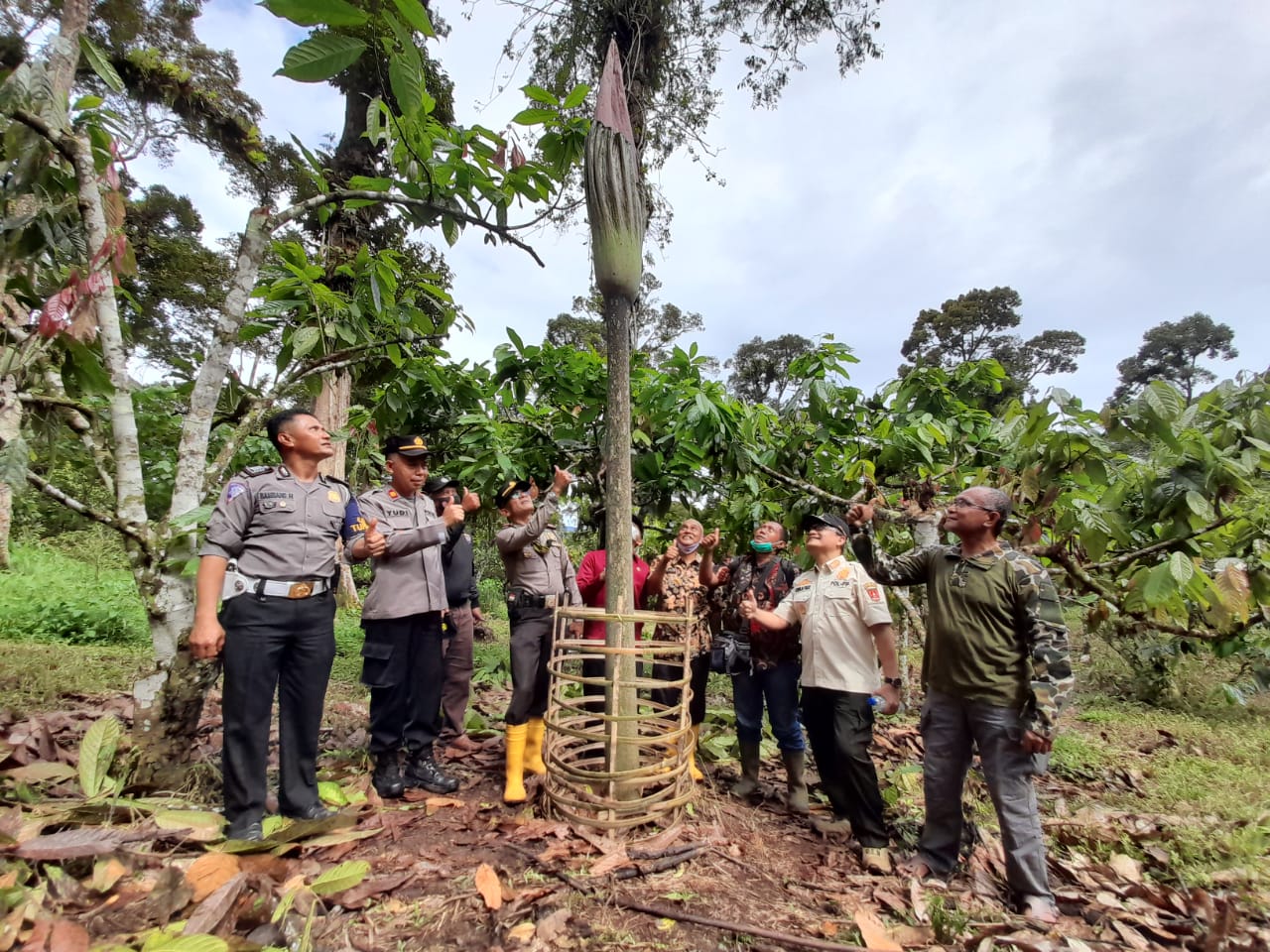 Bunga Bangkai Tinggi 4,13 Meter Tumbuh Diperkebunan Warga Koto Malintang