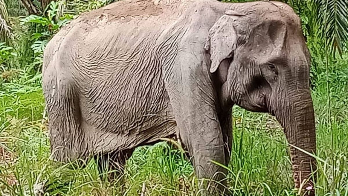 gajah mati pelelawan