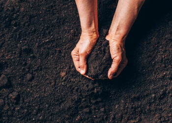 Agriculture, organic gardening, planting or ecology concept. Dirty woman hands holding moist soil. Environmental, earth day. Banner. Top view. Copy space. Farmer checking before sowing.