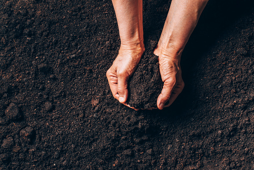 Agriculture, organic gardening, planting or ecology concept. Dirty woman hands holding moist soil. Environmental, earth day. Banner. Top view. Copy space. Farmer checking before sowing.
