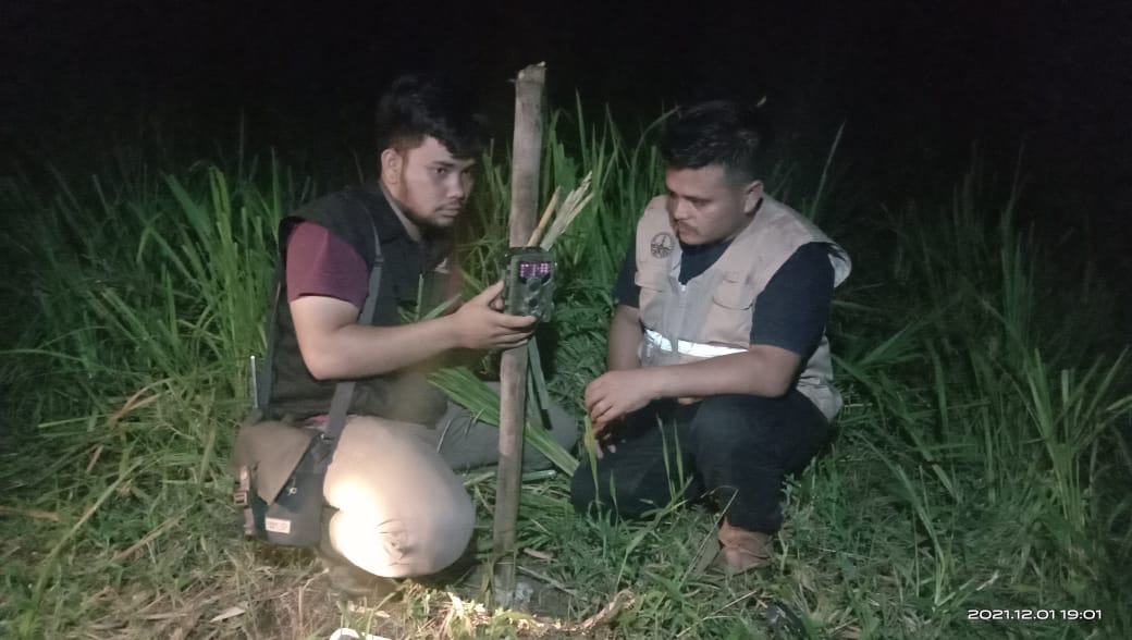 Induk dan Anak Sapi Milik Warga Agam Dilaporkan Terluka Diterkam Harimau