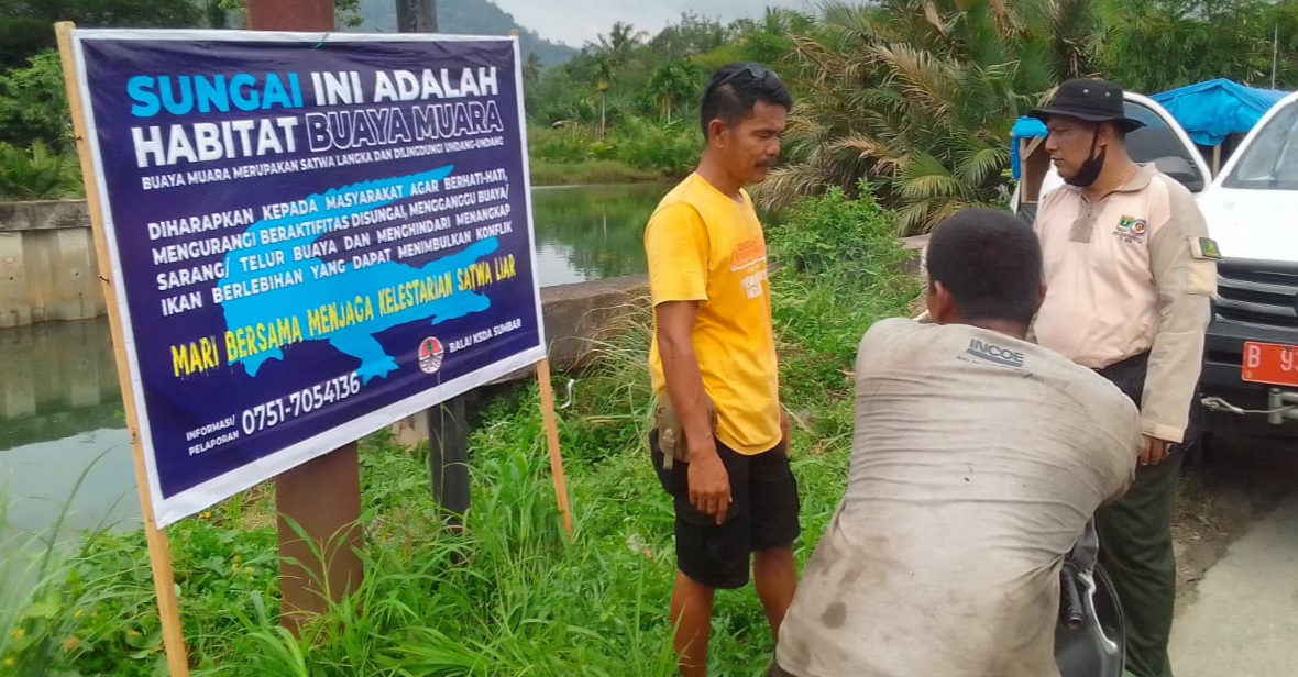 Buaya Muara Muncul di Bungus Padang, BKSDA Pasang Papan Peringatan