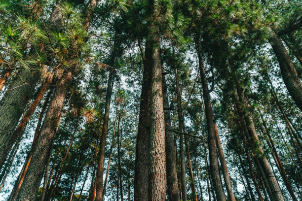 Galang Dukungan Kolektif untuk Jaga Hutan Nagari Simancuang