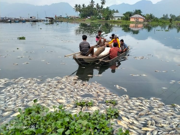 Hasil Penelitian: 17 Ribu Ton Ikan di Danau Maninjau Mati Sejak 1997, Kerugian Rp 223 Miliar