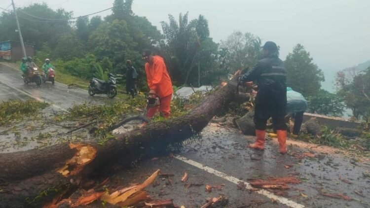 Langgam.id-pohon tumbang