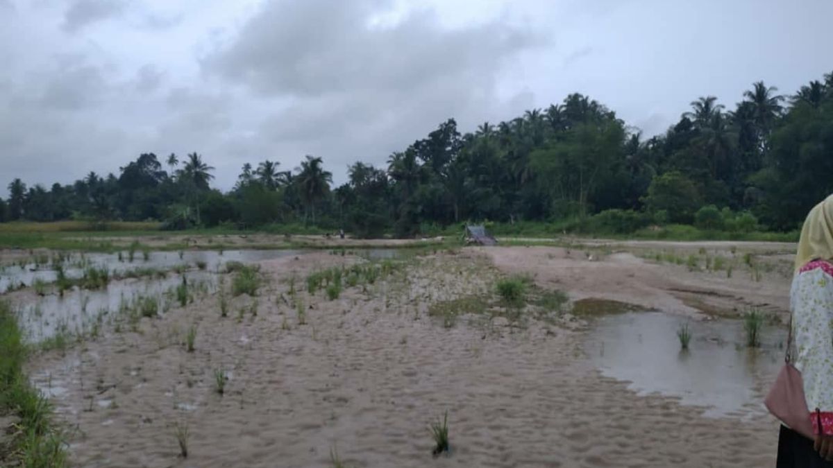 Langgam.id-Padang Pariaman