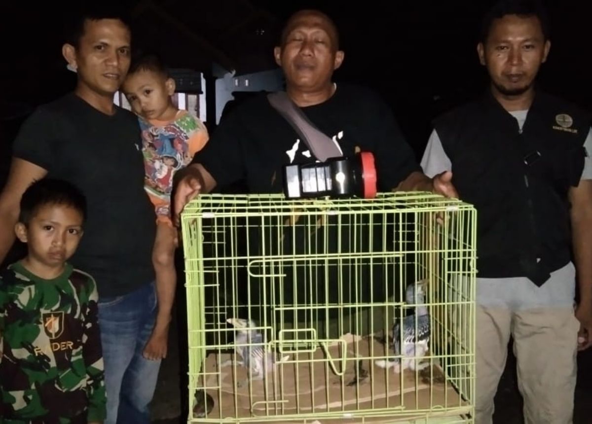 Berita Agam - berita Sumbar terbaru dan terkini hari ini: BKSDA Sumbar menerima dua ekor anak burung rangkong kangkareng dari warga Agam.