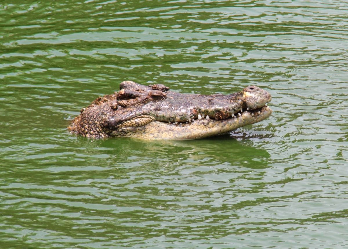 Berita Agam - berita Sumbar terbaru dan terkini hari ini: Tim gabungan berupaya mencari bocah perempuan yang diterkam buaya di Agam.