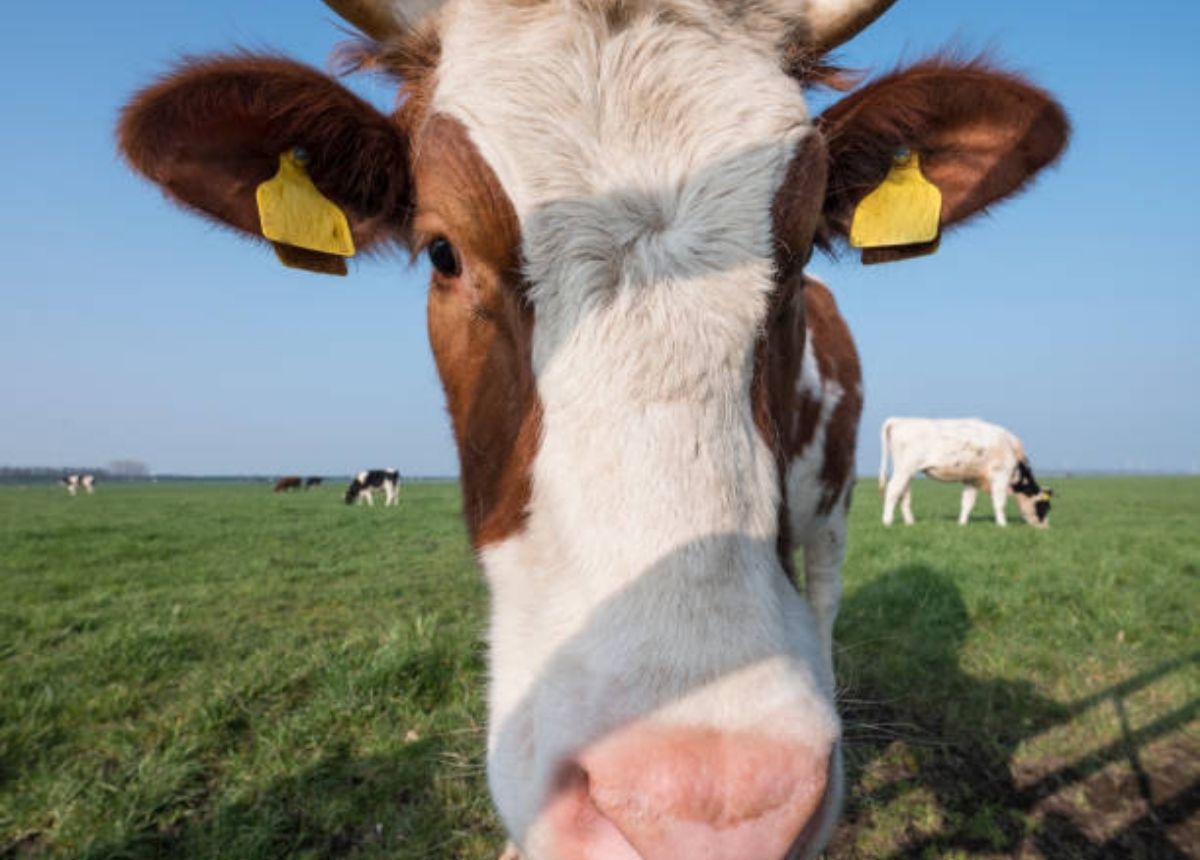 DPRD Sumbar Soroti Bantuan Ternak tidak Sesuai Spesifikasi