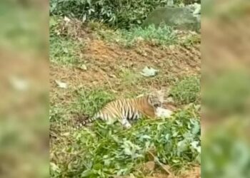 Berita Terbaru dari Sumbar: Harimau sumatera yang viral mengadang ekskavator di Pasaman Barat (Pasbar) tidak terlihat lagi usai dilakukan pengusiran beberapa hari.